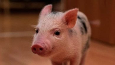 14 Tips How To Feed Mini Pigs