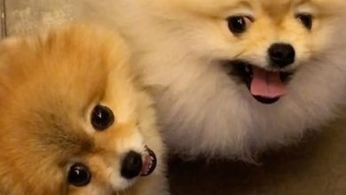 14 Cool Facts About Pomeranians