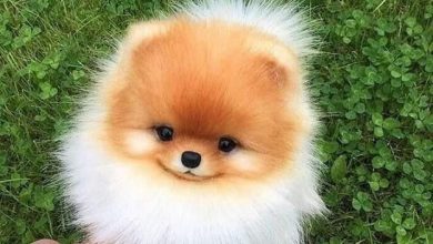 14 Reasons Pomeranians Are Absolute The Best