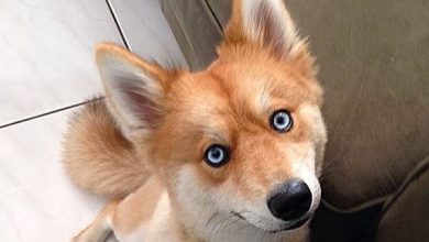 Meet Fox Dog, A Pomeranian-Husky Mix (13 Pics)