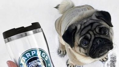 14 Professions Pugs Could Master If They are Human Being
