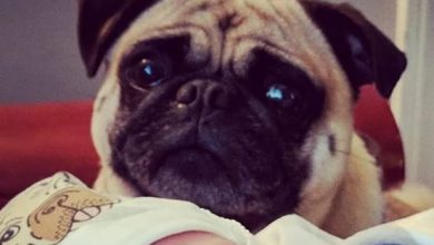 14 Cute Pictures Proving That Pugs are Really Good Babysitters