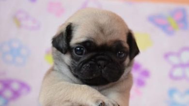 14 Reasons Why Pugs Are Intimidating