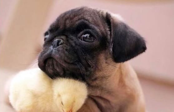 15 Things Only Pug Parents Can Understand