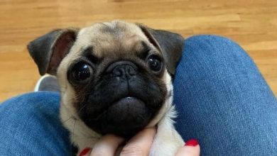 17 Reasons Why You Have To Run Away From The Pugs As Fast As You Can