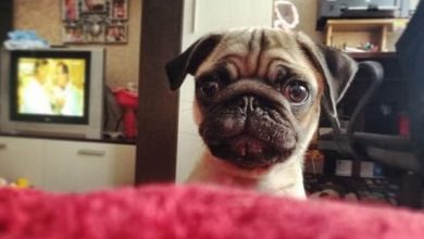 14 Interesting Facts About Pugs
