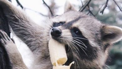 14 Funny Pictures Proving That Raccoons are True Gourmets