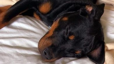 16 Funny Pictures of Rottweilers Sleeping in Hilarious Positions