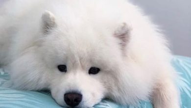 14 Interesting Facts About the Samoyed