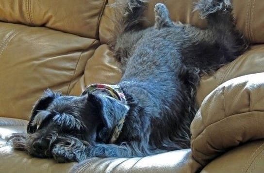 14 Lazy Schnauzers You Have Ever Seen