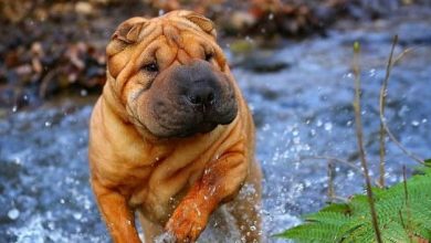 14 Adorable Facts About The Shar-Pei