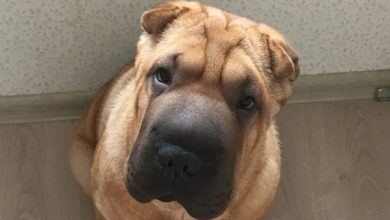 14 Things You Need to Know About Shar Pei