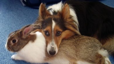 15 Funny Facts About Shelties