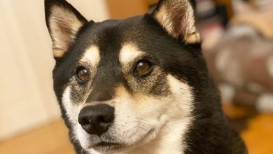 15 Surprising Facts That Shiba Inu People Need You to Know