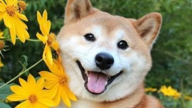 15 Cute Shiba Inu Photos To Brighten Your Day