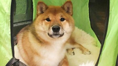 15 Photos Proving That Shiba Inu are the Best Friends