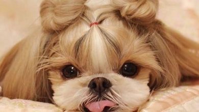 14 Photos of Shih Tzu That Will Melt Your Heart