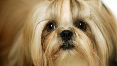 14 Fluffy Facts About the Shih Tzu