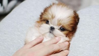 14 Adorable Shih Tzu Who Will Make Your Day Better