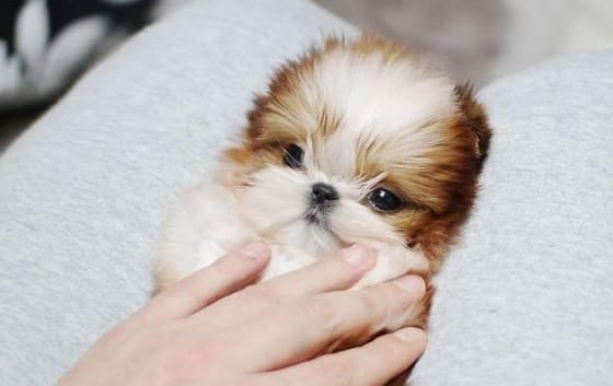 14 Adorable Shih Tzu Who Will Make Your Day Better