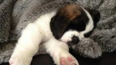 15 Cutest Sleeping Saint Bernards
