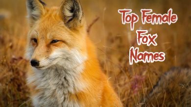 30+ Good & Cute Female Fox (Or Vixen) Names