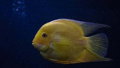 130+ Unique Fish Names – Uncommon Name Ideas For Your Pet Fish