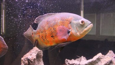 180+ Best Oscar Fish Names – Unique Name Ideas For Oscar Fishes
