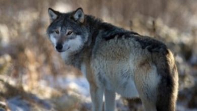 30+ Native American Wolf Names With Meanings