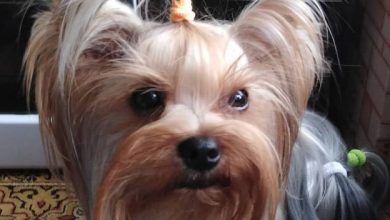 14 Reasons Why You Should Never Own Yorkies