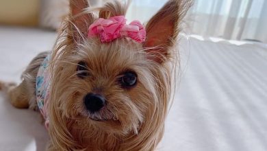 14 Facts About Yorkshire Terriers And Why We Love Them