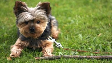 14 Incredible Yorkie Facts For Everybody To Know