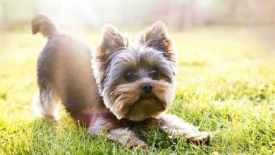 15 Warning Signs That Show Yorkshire Terriers are the Worst Friends Ever