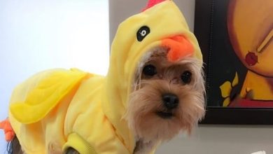 14 Funny Yorkshire Terrier Costumes For Halloween 2019