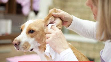 An Easy Guide to DIY Dog Ear Cleaner: Say Bye to Vet Bills