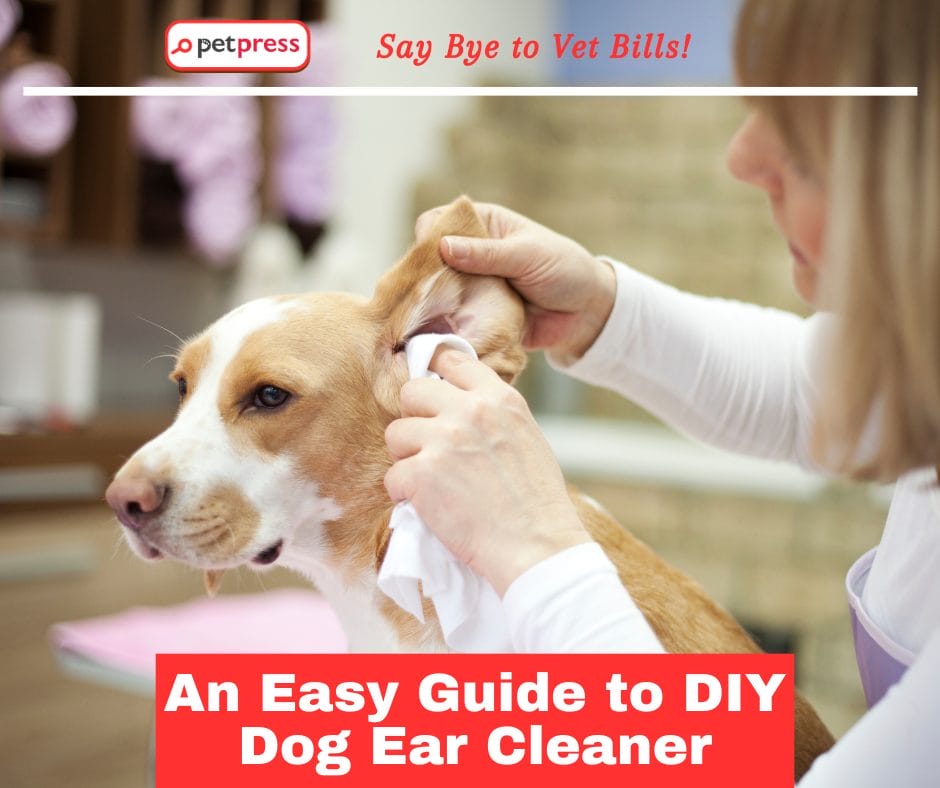 An Easy Guide to DIY Dog Ear Cleaner: Say Bye to Vet Bills