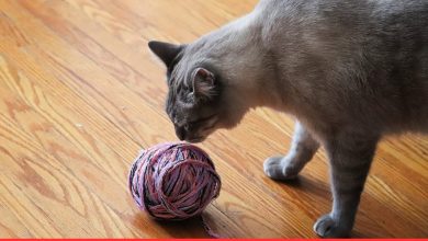 Keep Kitty Entertained: 5 Amazing DIY Cat Toys with Yarn Projects!