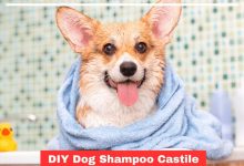 Doggy Spa Day: DIY Dog Shampoo Castile Soap Recipe Inside