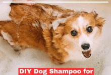 DIY Dog Shampoo for Odor: Get Rid of Pet Bad Smells