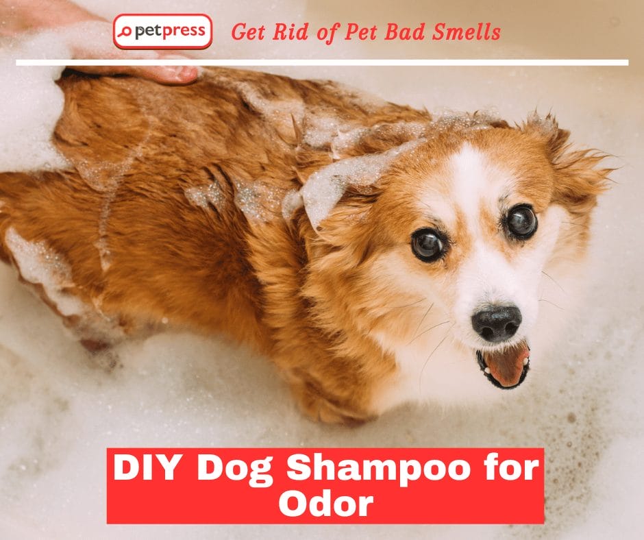 DIY Dog Shampoo for Odor: Get Rid of Pet Bad Smells