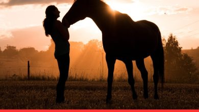 50 Inspiring Horse Quotes to Find Your Inner Stallion
