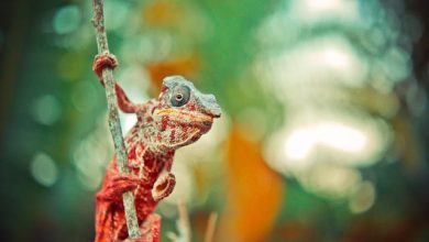 A Colorful Companion: Buying a Chameleon as Your Exotic Pet