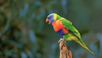 Vibrant Feathers: Top 8 Colorful Parrot Species