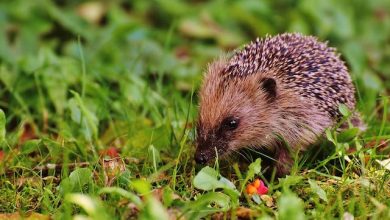 What Do Hedgehogs Eat? A Guide to The Perfect  Hedgehog’s Diet