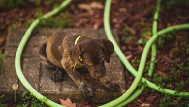 Puppy Health 101: Understanding Kennel Cough in Puppies
