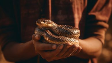 Do Snakes Like Being Pets? Exploring Serpent Sensibilities
