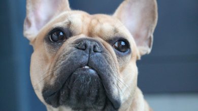 National French Bulldog Day: How to Make the Most Out of This Special Day?
