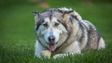 National Alaskan Malamute Day: How to Celebrate National this Day with Your Pet?