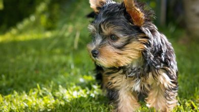 National Yorkshire Terrier Day: Honoring the Charm of Yorkies