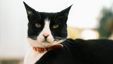 Tuxedo Cat Appreciation Day: Celebrate their charm and grace